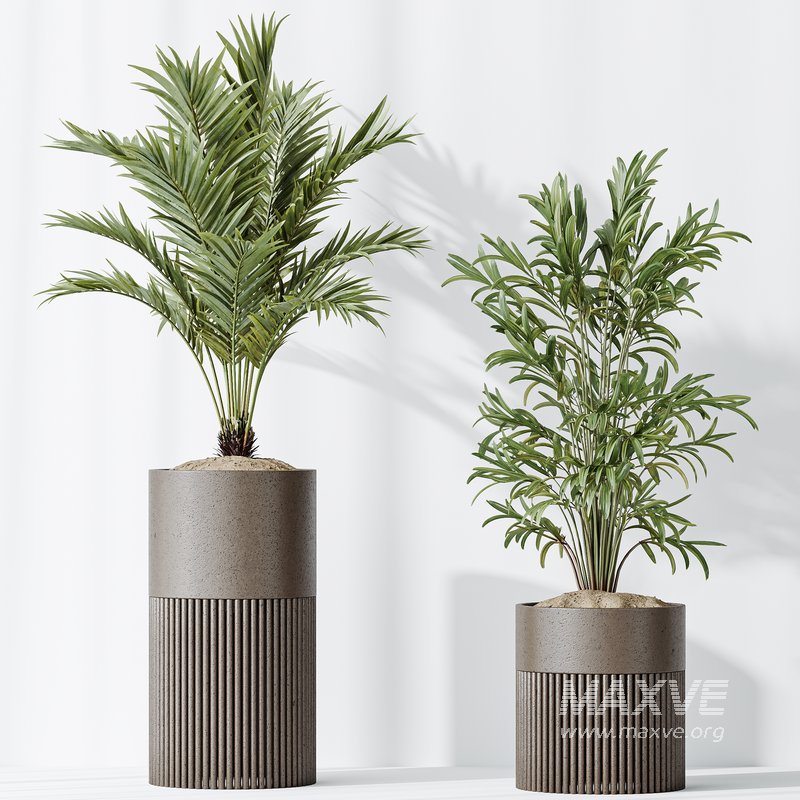 AV Indoor plants set 129 Beech Olea Europaea Olive and Lutescens Areca Palm and Paradise Kentia Everlasting and Yucca Aloifolia - Image 6