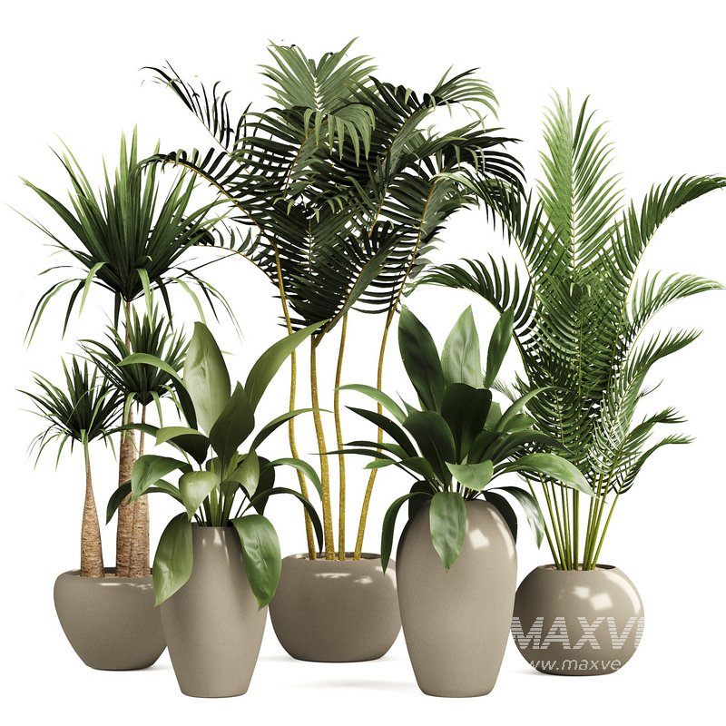 Indoorplants-153 - Image 1