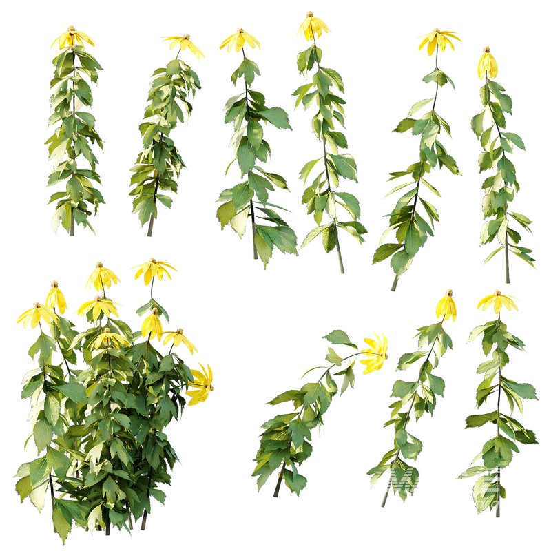 Rudbeckia laciniata Plant 01 - Image 5