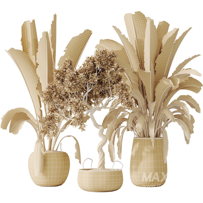 AV Indoor plants set 147 Ravenala Banana Strelitzia Nicolai Bird Of Paradise and Leccino Arbequina Wilsonii Chemlali Olive - Image 6