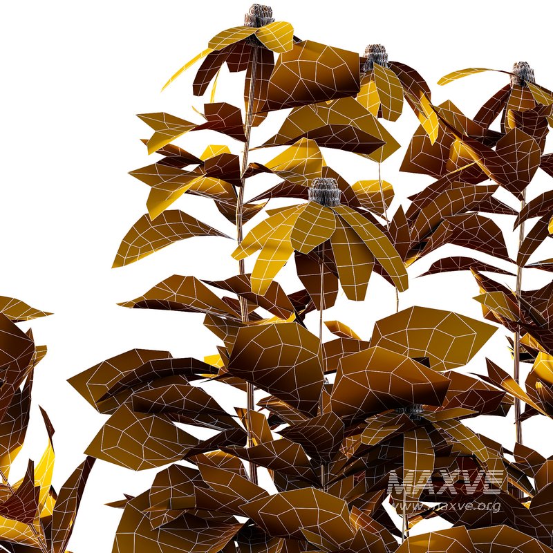 Rudbeckia laciniata Plant 04 -11 Plants - Image 5