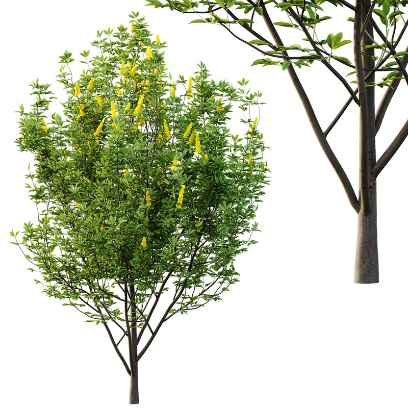 Argyrocytisus battandieri 02 -2 Plants - Image 1