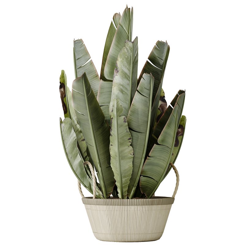 AV Indoor plants set 146 Ravenala Banana Strelitzia Nicolai Bird Of Paradise - Image 2