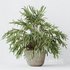 AV Indoor plants set 150 Lutescens Areca Palm and Ficus Cyathistipula and Paradise Kentia Everlasting - Thumbnail 11
