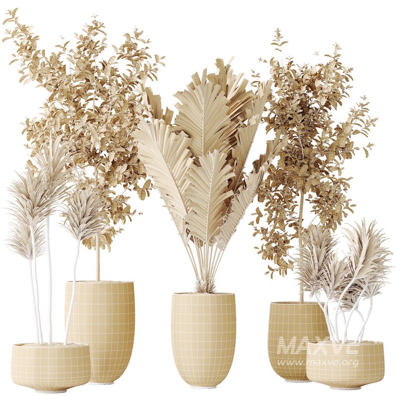 AV Indoor plants set 141 Beech Olea Europaea Olive and Aloifolia Rostrata Palm and Cyara Areca Palm - Image 11