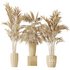 AV Indoor plants set 144 Areca Majesty Cat Reed Palm - Thumbnail 5