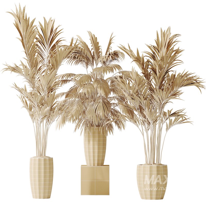 AV Indoor plants set 144 Areca Majesty Cat Reed Palm - Image 5