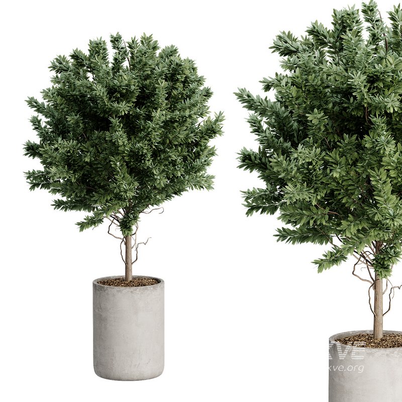 Indoor Plant 27 - Image 4