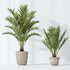 AV Indoor plants set 150 Lutescens Areca Palm and Ficus Cyathistipula and Paradise Kentia Everlasting - Thumbnail 6