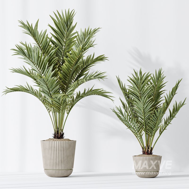 AV Indoor plants set 150 Lutescens Areca Palm and Ficus Cyathistipula and Paradise Kentia Everlasting - Image 6