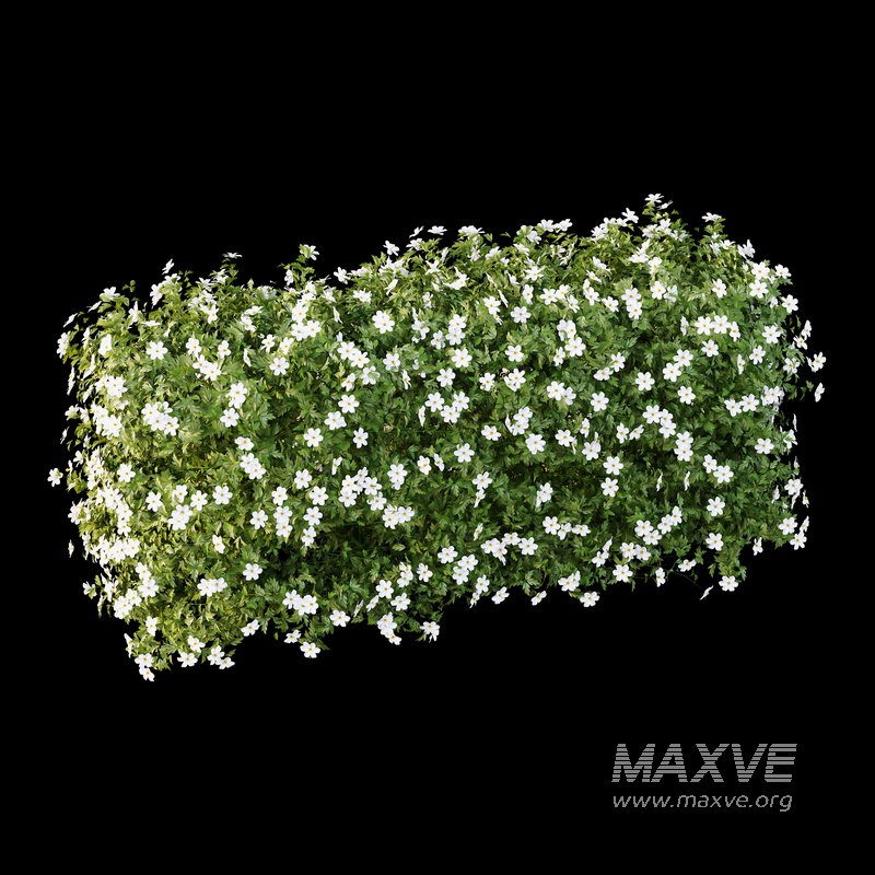 romneya coulter Plant 05 - Image 1