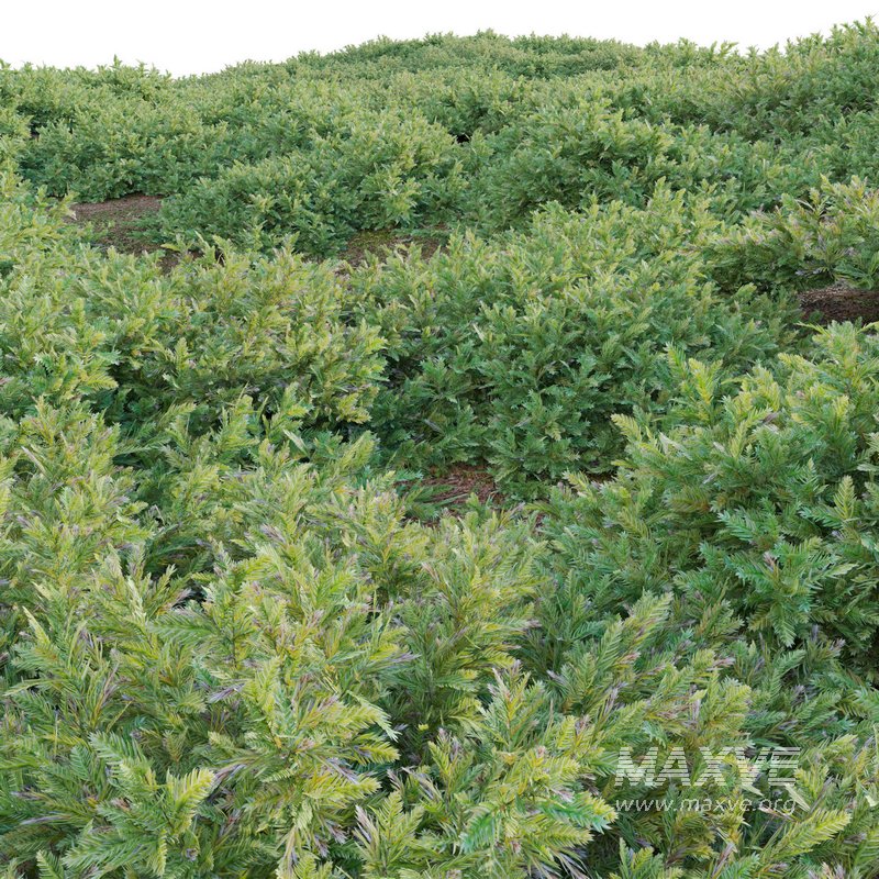 Juniperus procumbens – Garden Juniper 01 - Image 4