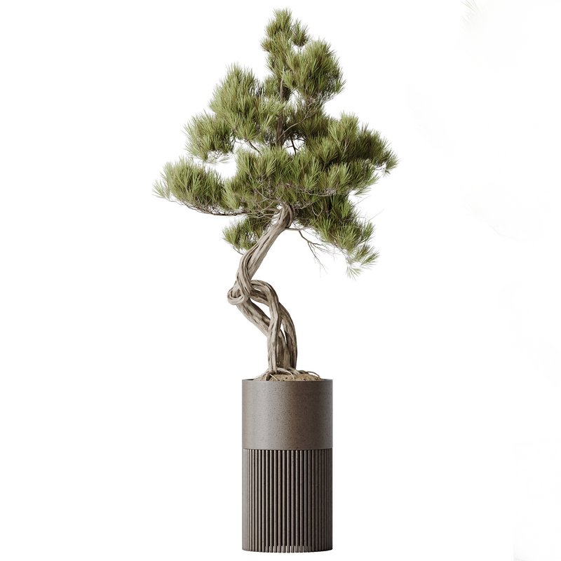 AV Indoor plants set 139 Bonsai Pinus Pentaphylla Thunbergi and Ficus Retusa Microcarpa Bonsai Ginseng - Image 3