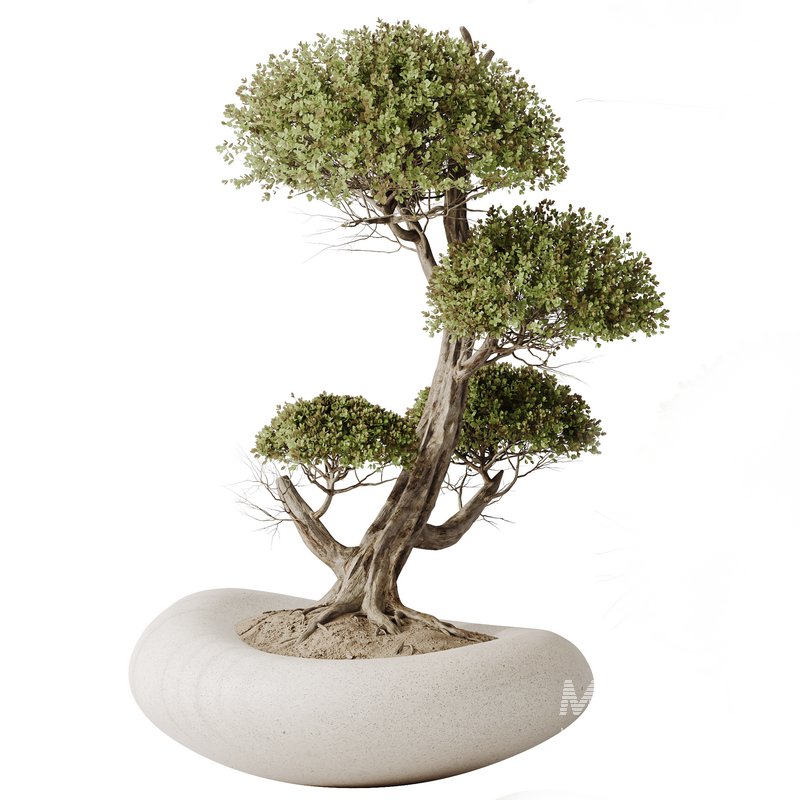 AV Indoor plants set 139 Bonsai Pinus Pentaphylla Thunbergi and Ficus Retusa Microcarpa Bonsai Ginseng - Image 6