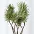 AV Indoor plants set 141 Beech Olea Europaea Olive and Aloifolia Rostrata Palm and Cyara Areca Palm - Thumbnail 7