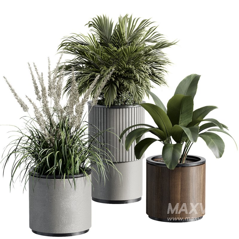 Outdoor Plant 36 - Image 2