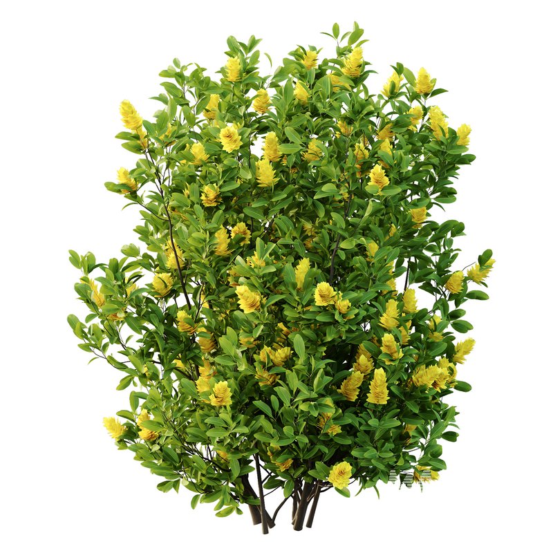 Argyrocytisus battandieri 06 -3Plants - Image 3