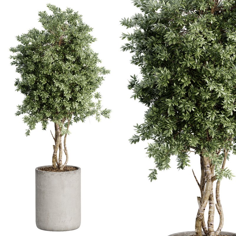 Indoor Plant 27 - Image 3