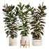 Modern Ficus Indoor Planters Set - Thumbnail 1