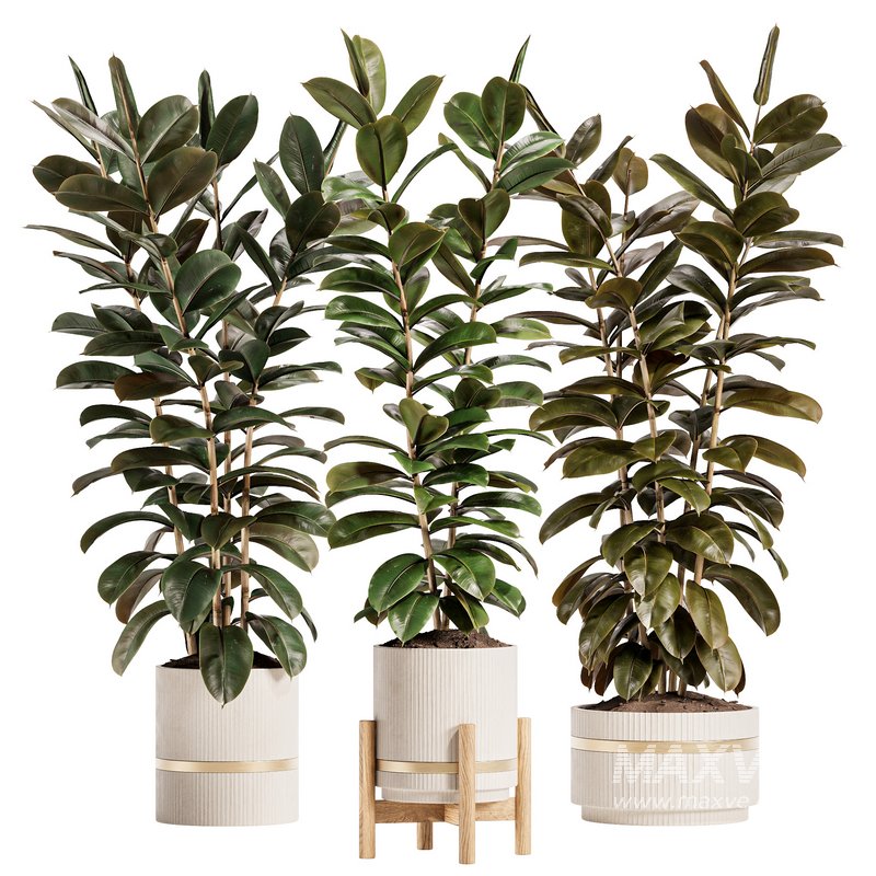 Modern Ficus Indoor Planters Set - Image 1