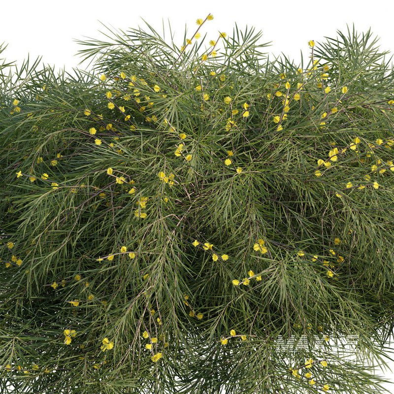 Acacia Cognata Limelight - Image 2