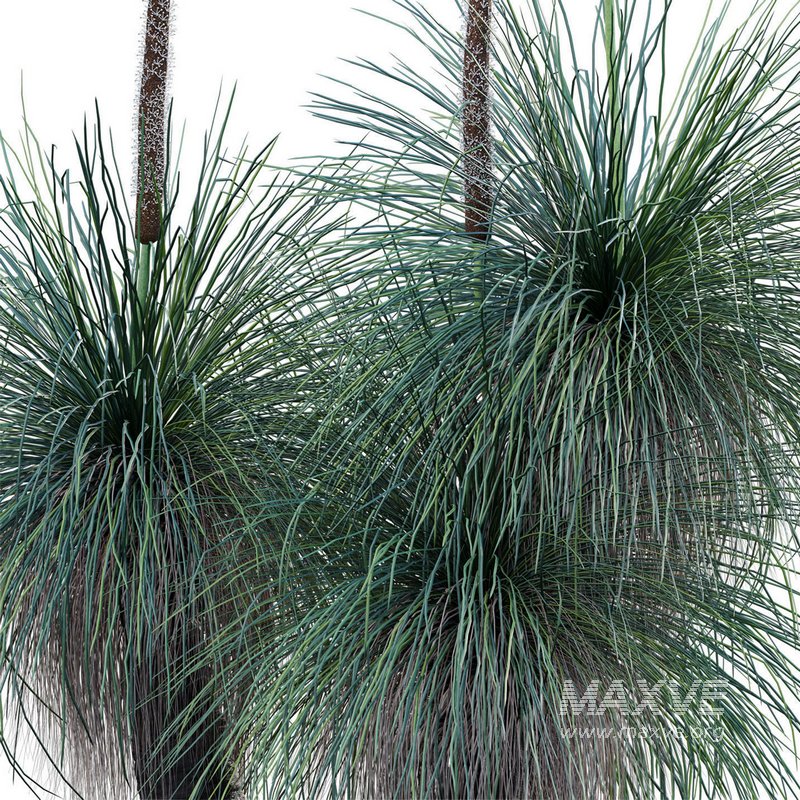 Xanthorrhoea Arborea – Grass Tree – 02 - Image 3
