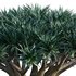 Dracaena Draco-Canary Islands Dragon Tree-03 - Thumbnail 2