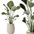 AV Indoor plants set 130 Ravenala Banana Strelitzia Nicolai Bird Of Paradise - Thumbnail 1