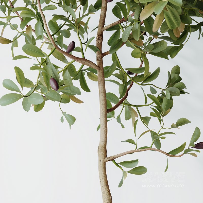 Indoor plants set 133 Wilsonii Chemlali Olive and Briful Pachira Aquatica and Warneckii Lemon Lime Cane Dragon - Image 4