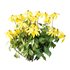 Rudbeckia laciniata Plant 01 - Thumbnail 4