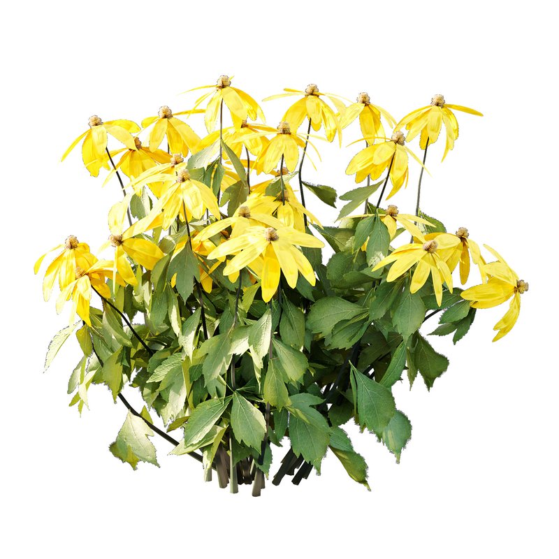 Rudbeckia laciniata Plant 01 - Image 4