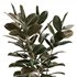 Modern Ficus Indoor Planters Set - Thumbnail 5