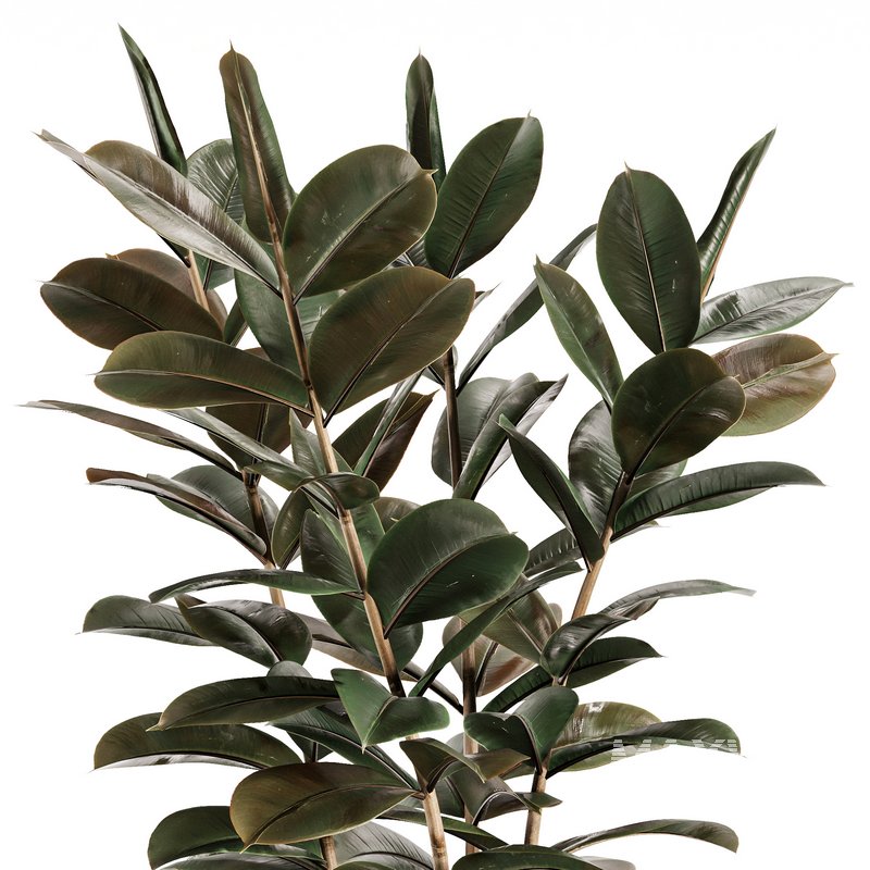 Modern Ficus Indoor Planters Set - Image 5