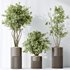 AV Indoor plants set 134 Beech Olea Europaea Olive and Ficus Benjamina African Fig and Mountain Kentia Palm - Thumbnail 5