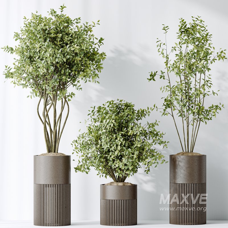 AV Indoor plants set 134 Beech Olea Europaea Olive and Ficus Benjamina African Fig and Mountain Kentia Palm - Image 5