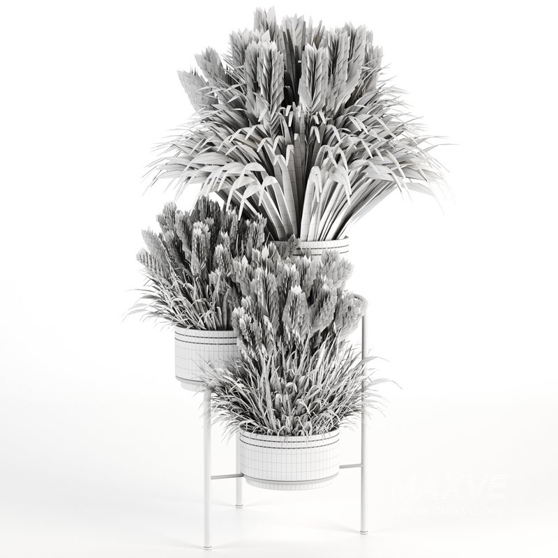 Outdoorplants-Dried And Pampass set-34 - Image 3