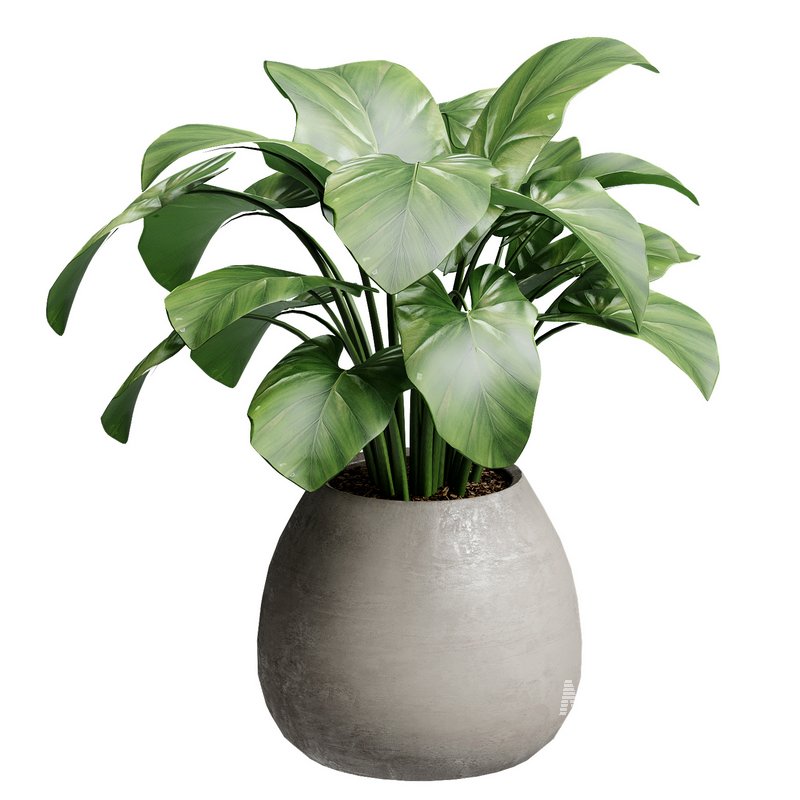 Indoor Plant 28 - Image 4