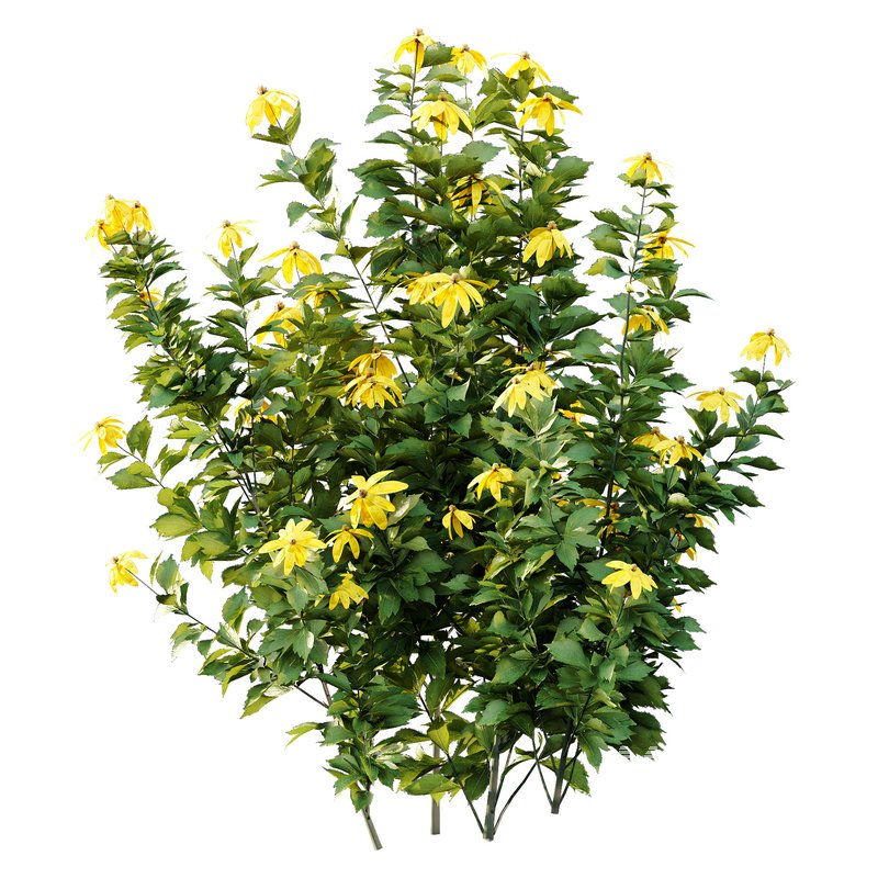 Rudbeckia laciniata Plant 04 -11 Plants - Image 2