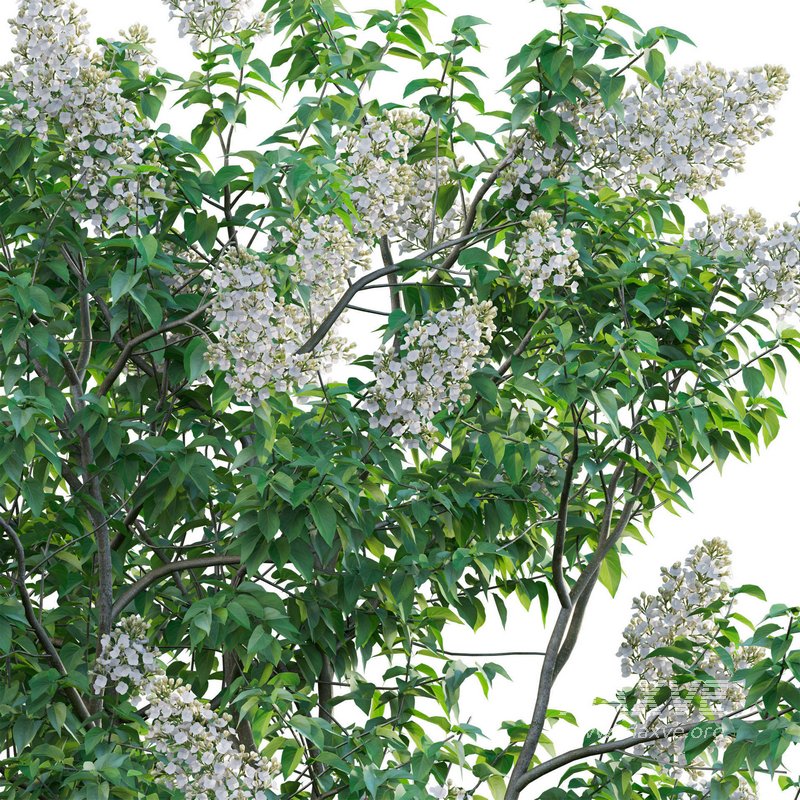 Syringa vulgaris – Common Lilac 03 - Image 3
