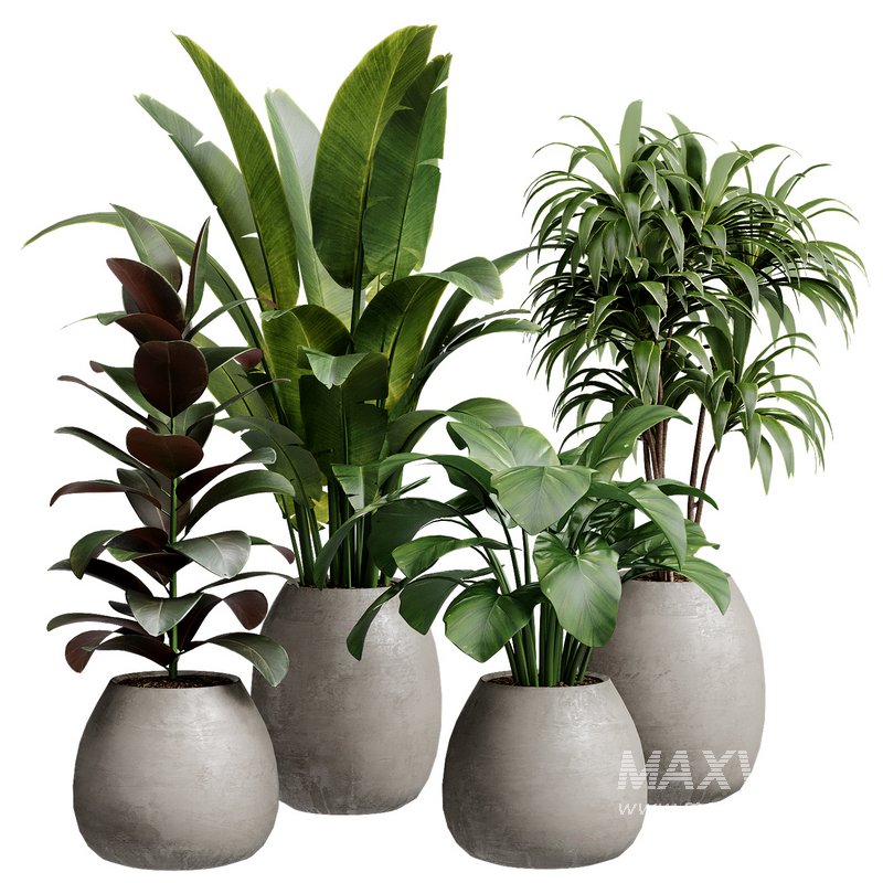 Indoor Plant 28 - Image 1