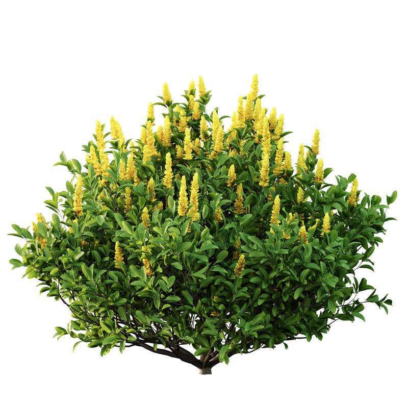 Argyrocytisus battandieri 07 -3 Plants - Image 5