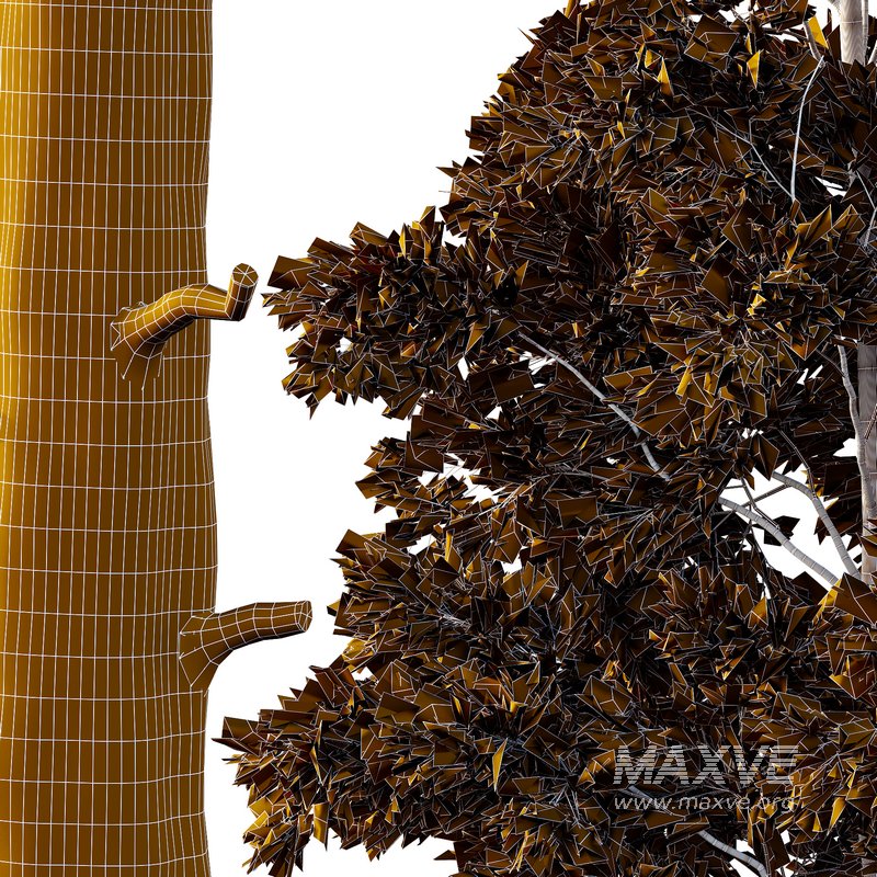 Chamaecyparis thyoides Tree01 - Image 3