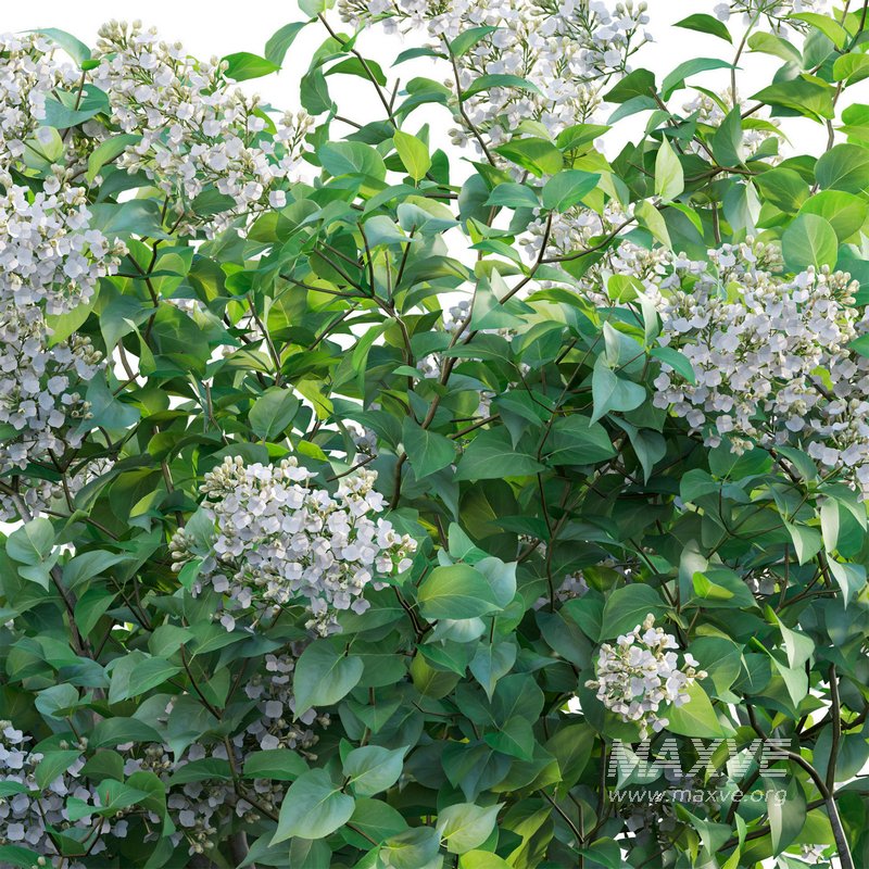 Syringa vulgaris – Common Lilac 02 - Image 4
