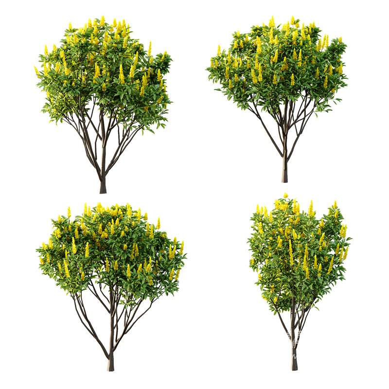 Argyrocytisus battandieri 10 -4 Plants - Image 1