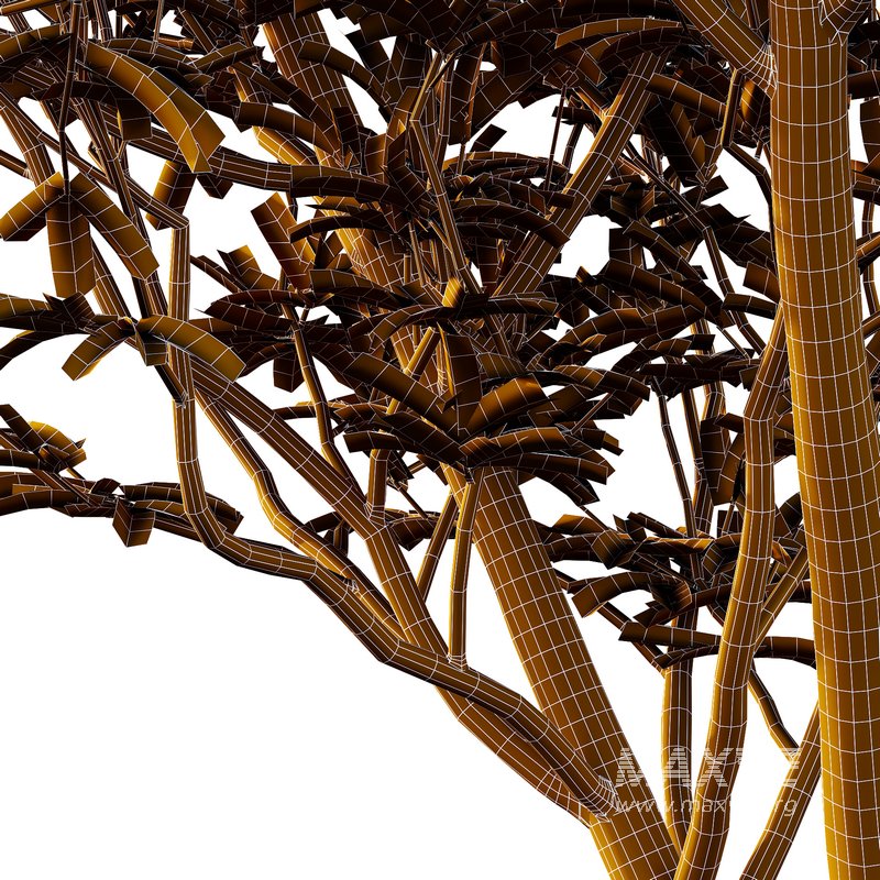 Argyrocytisus battandieri 04 - Image 2