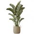 AV Indoor plants set 142 Ravenala Banana Strelitzia Nicolai Bird Of Paradise - Thumbnail 4