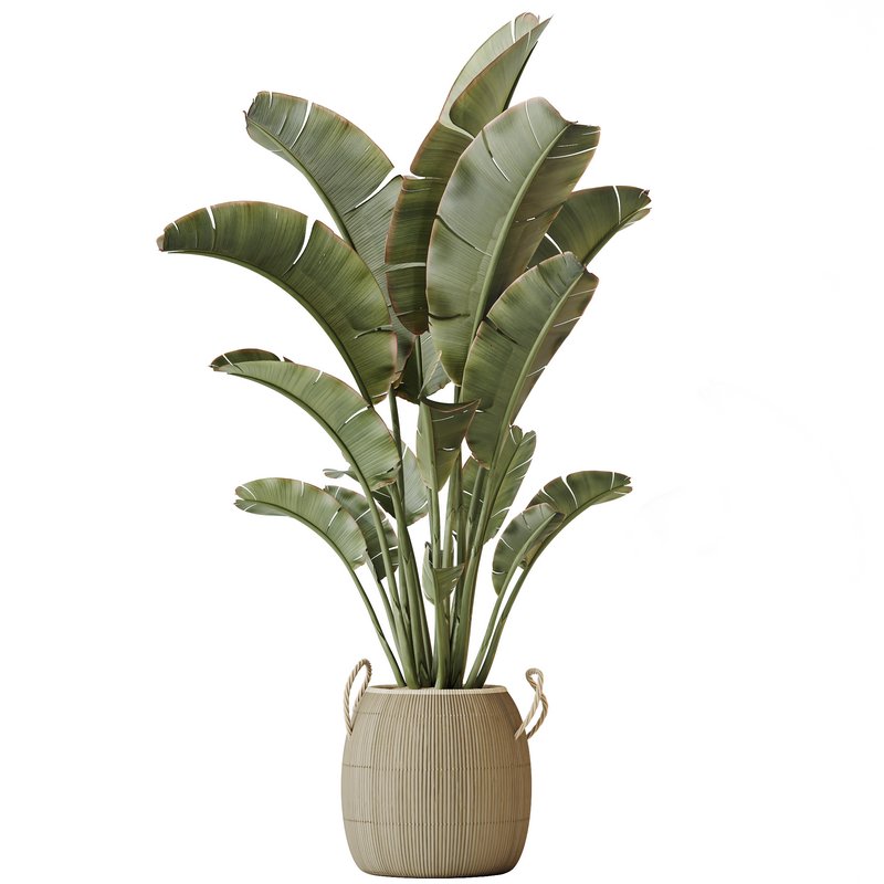 AV Indoor plants set 142 Ravenala Banana Strelitzia Nicolai Bird Of Paradise - Image 4