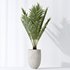 AV Indoor plants set 141 Beech Olea Europaea Olive and Aloifolia Rostrata Palm and Cyara Areca Palm - Thumbnail 3