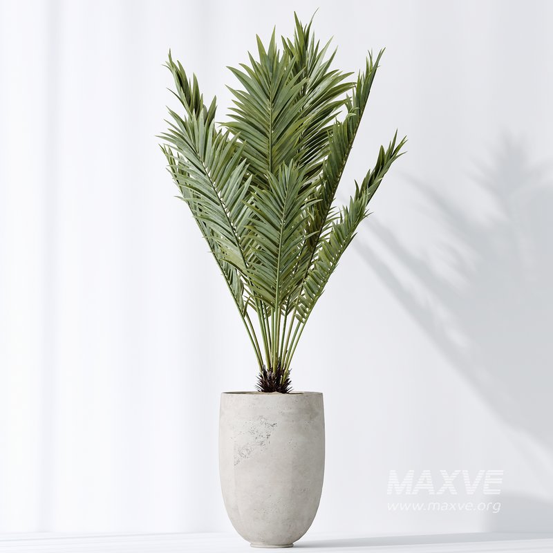 AV Indoor plants set 141 Beech Olea Europaea Olive and Aloifolia Rostrata Palm and Cyara Areca Palm - Image 3