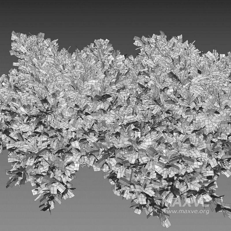 Juniperus procumbens – Garden Juniper 01 - Image 2